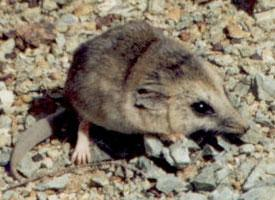 Foto: Ratón marsupial de cola gruesa