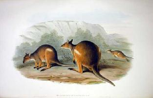 Foto: Pademelon de patas rojas