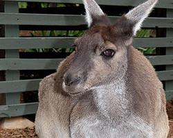 Foto: Canguro gris occidental