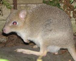 Foto: Canguro rata de tasmania