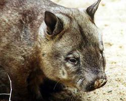 Foto: Wombat del norte