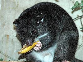 Foto: Cuscús de tierra