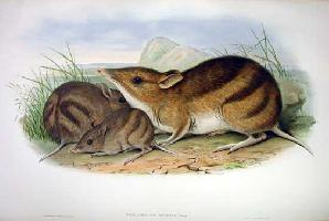 Foto: Bandicut oriental