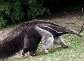 Foto: Oso hormiguero gigante