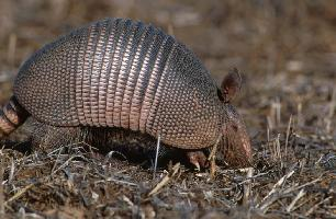Foto: Armadillo de nueve bandas