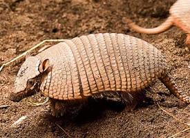 Foto: Armadillo peludo