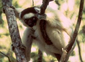 Foto: Sifaca de verreaux