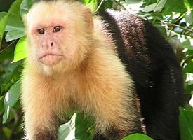 Foto: Mono carablanca