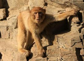 Foto: Macaco de berbería