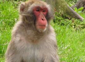 Foto: Macaco japonés