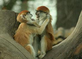 Foto: Mono patas