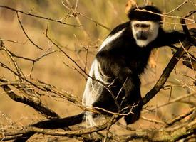 Foto: Guereza abisinio