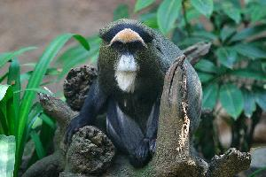 Foto: Cercopiteco de brazza
