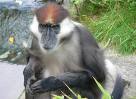 Foto: Mangabey gris o de boina roja