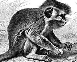 Foto: Talapoin sureño