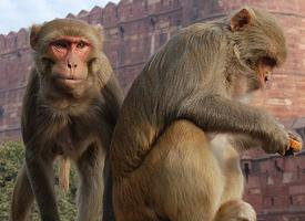 Foto: Macaco rhesus