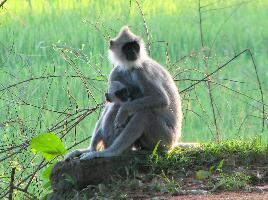Foto: Langur común