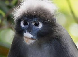 Foto: Langur oscuro