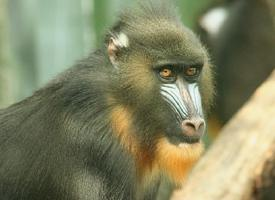 Foto: Mandril