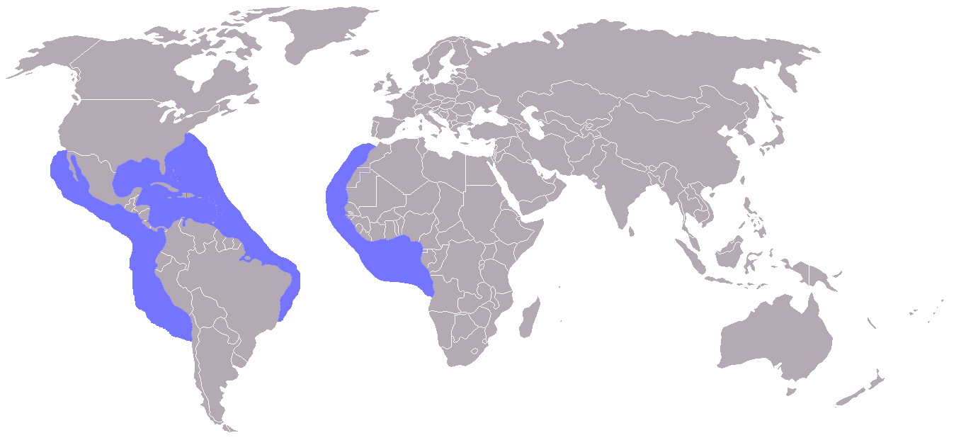 Foto: Tiburón galano - distribución