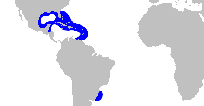 Foto: Tiburón de arrecife del caribe - distribución