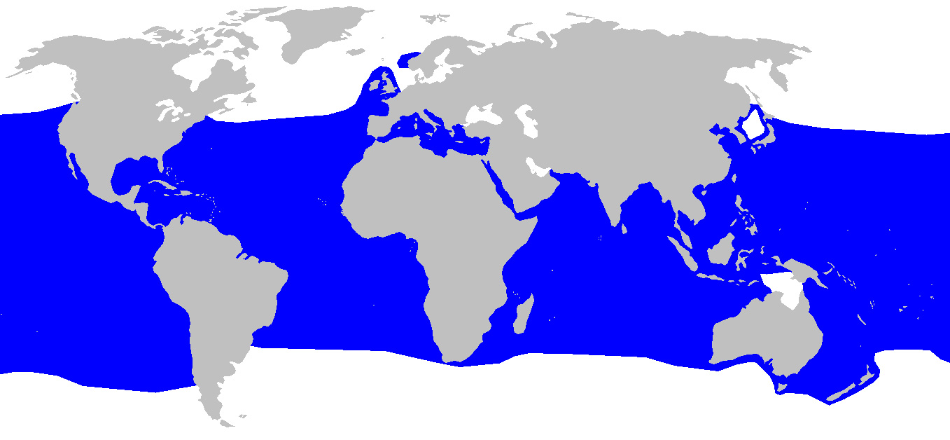 Foto: Tiburón mako - distribución