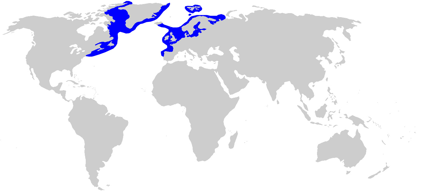 Foto: Tiburón de groenlandia - distribución