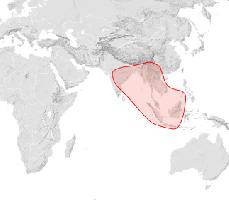 Foto: Black dwarf honey bee - distribución