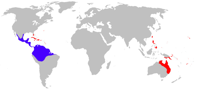 Foto: Sapo gigante - distribución