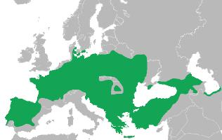 Foto: European tree frog - distribución