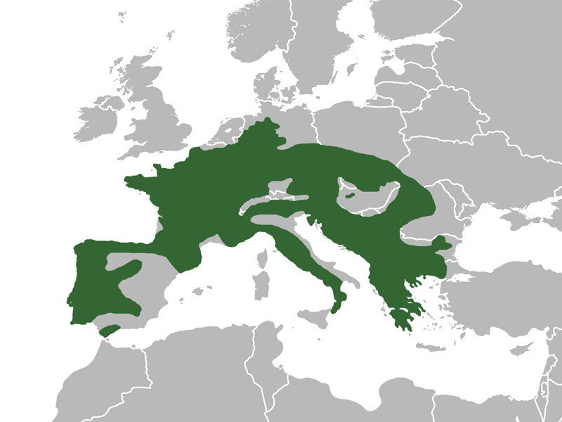 Foto: Fire salamander - distribución