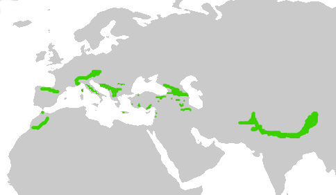 Foto: Alpine chough - distribución