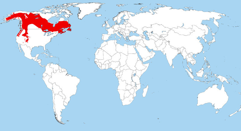 Foto: Arrendajo canadiense - distribución