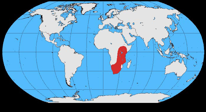 Foto: Cuervo de cuello blanco - distribución