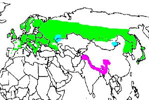 Foto: Agateador norteño - distribución