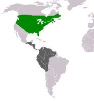 Foto: Tirano oriental - distribución
