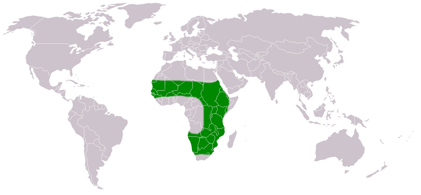 Foto: Quelea común - distribución
