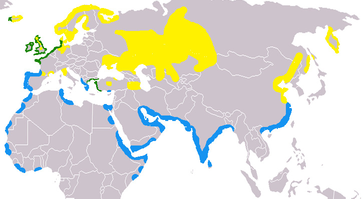 Foto: Ostrero euroasiático - distribución