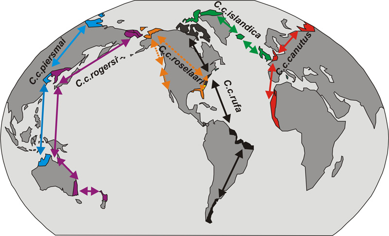 Foto: Correlimos gordo - distribución