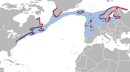 Foto: Gavión atlántico - distribución