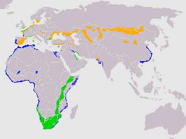 Foto: Pied avocet - distribución
