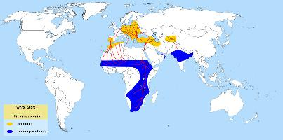 Foto: Cigüeña blanca - distribución