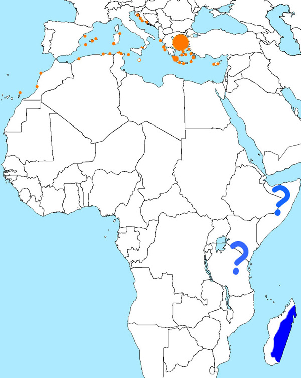 Foto: Halcón de eleonora - distribución