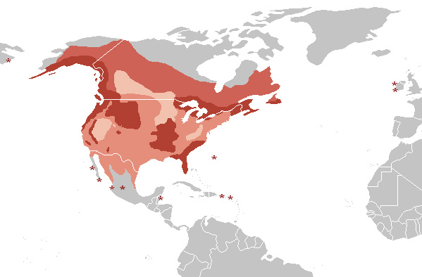 Foto: Águila americana - distribución