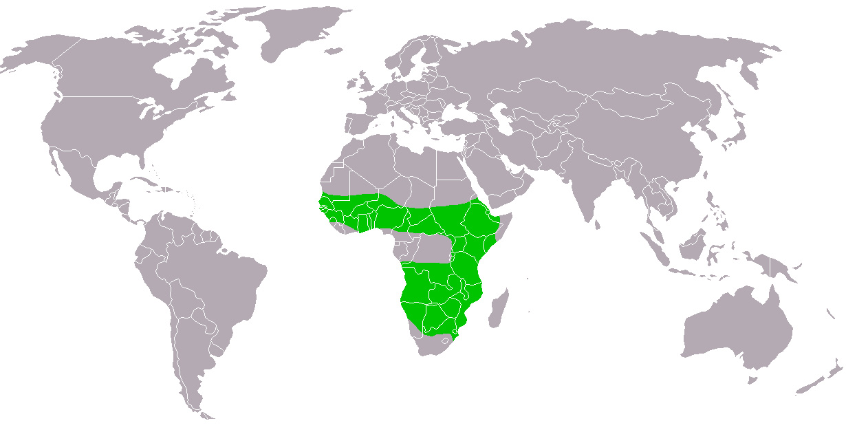 Foto: Águila volatinera - distribución