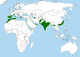 Foto: Águila azor perdicera - distribución