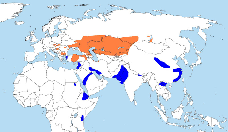Foto: Águila imperial oriental - distribución