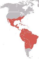 Foto: Buitre negro americano - distribución