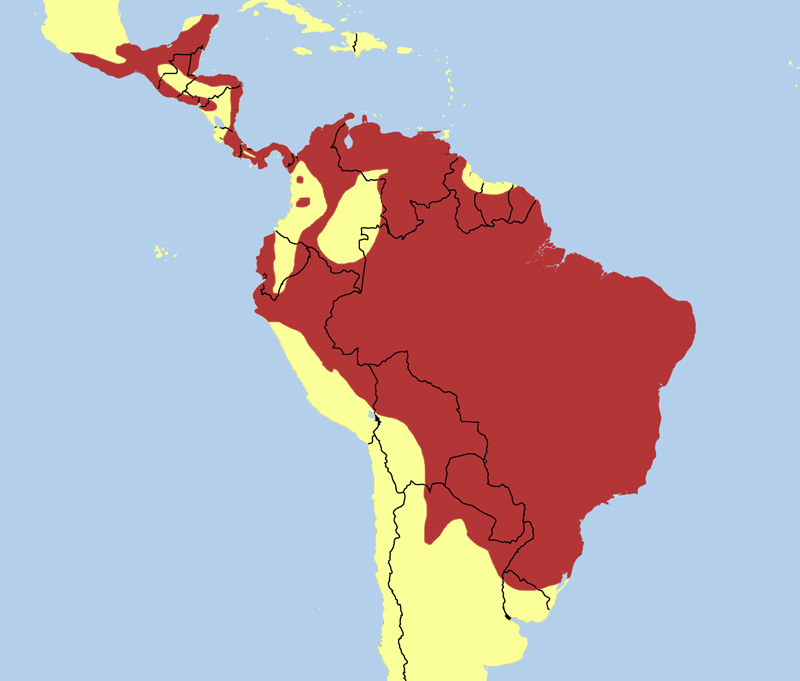 Foto: Cóndor de la selva - distribución