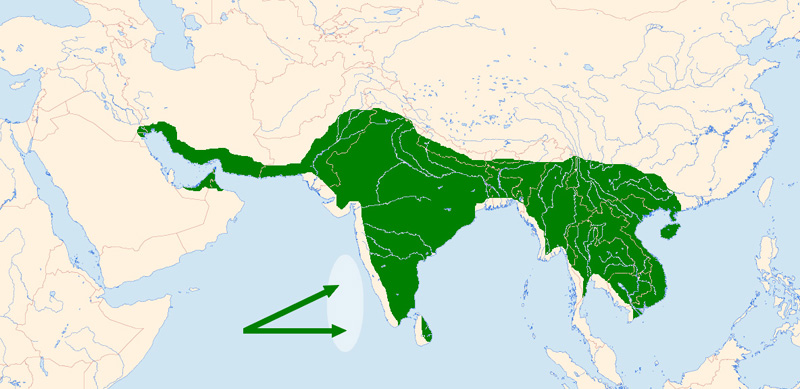 Foto: Carraca india - distribución